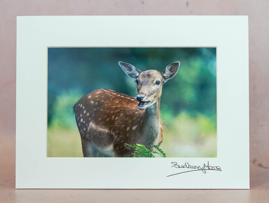 Fallow Deer - Limited Edition, Hand-Signed, Original Photograph