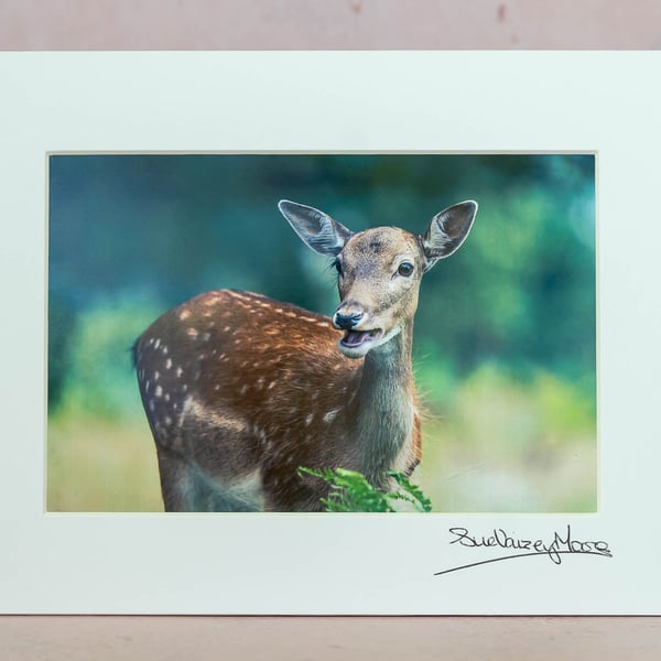 Fallow Deer - Limited Edition, Hand-Signed, Original Photograph