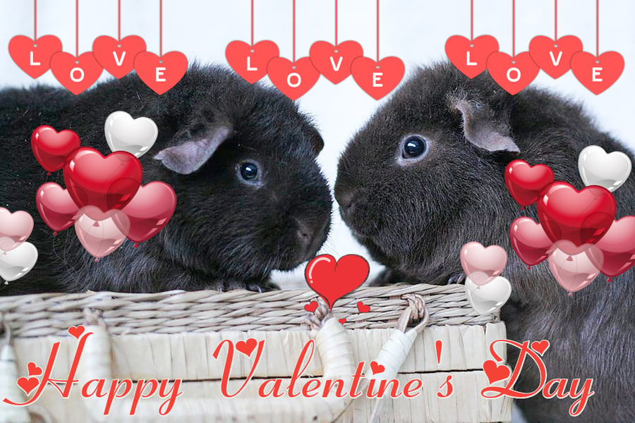 Valentine's Day Card Guinea Pigs A5