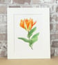 Tulip Watercolour Painting 'Orange Emperor' Original Art