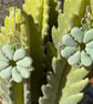 Petite Paisley Beaded Earring - pale green - Image 1