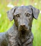 Lying Mixed Breed Rescue Dog Statue Large Bronze Resin Garden Sculpture - Image 9