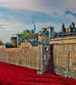Tower Of London Poppies Red Poppy England Photograph Print