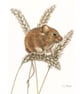 Harvest Mouse Small Original Coloured Pencil Animal Drawing - Image 2