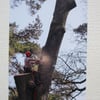 Photographic greetings card of a Tree Surgeon, ( Lumberjack).