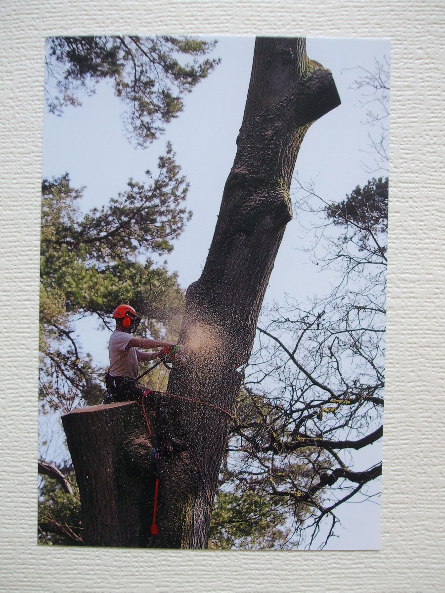 Photographic greetings card of a Tree Surgeon, ( Lumberjack).