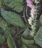  ORIGINAL - Foxglove - Image 3