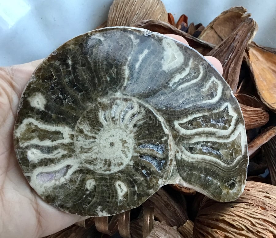 Substantial Polished Ammonite Half for Display  or Crafting Project.