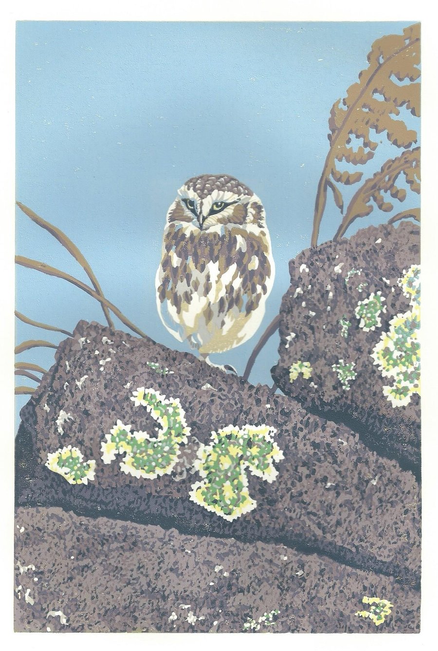 Little Owl