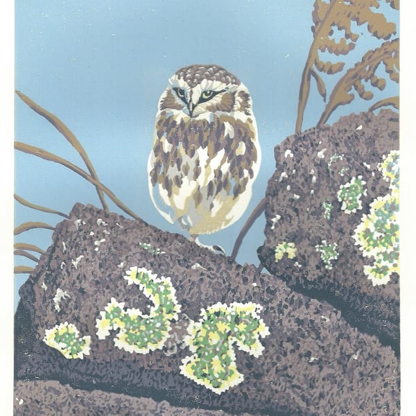 Little Owl