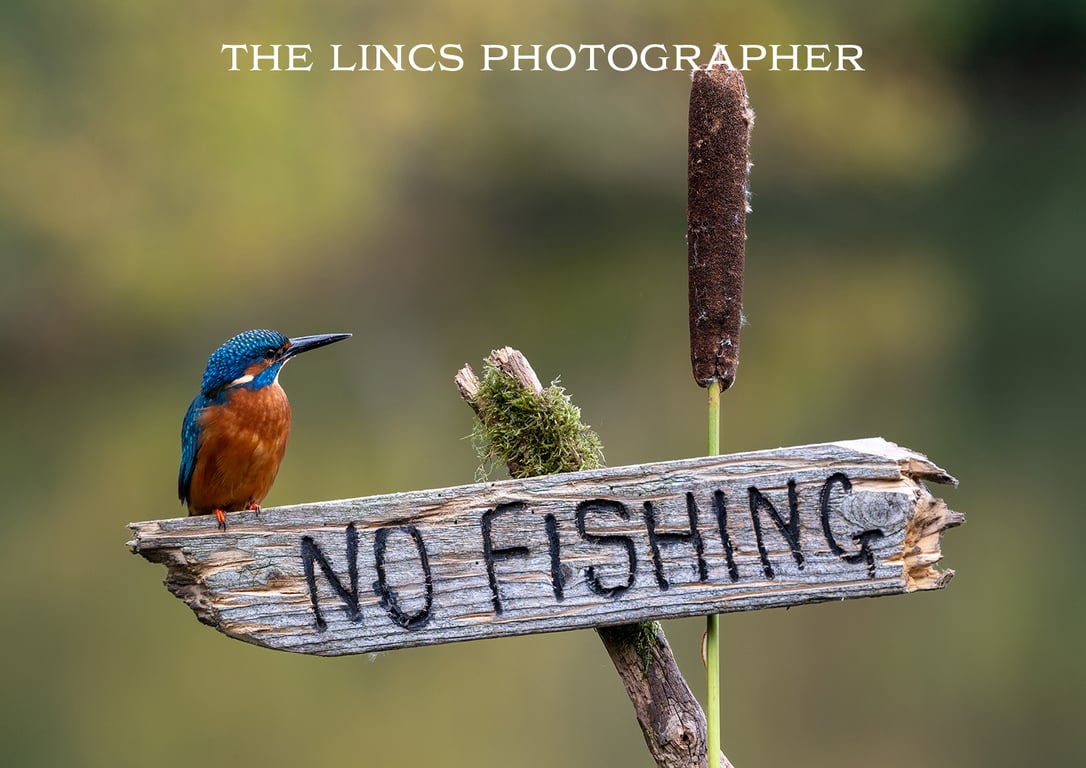 Kingfisher print (Limited edition of 10)