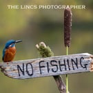 Kingfisher print (Limited edition of 10)