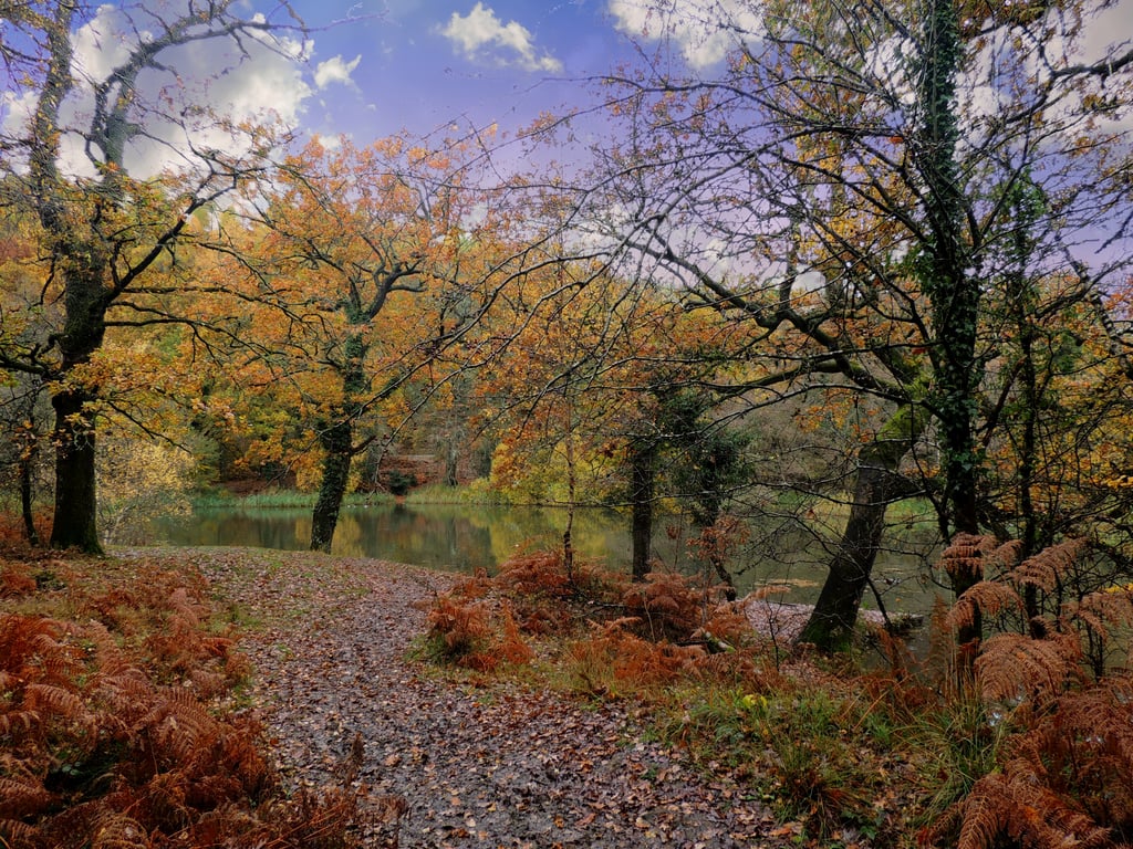 Autumn at Cannop ponds in the Forest of Dean Gloucestershire.Greeting cards. 