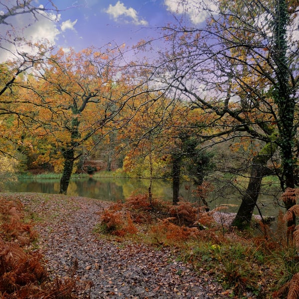 Autumn at Cannop ponds in the Forest of Dean Gloucestershire.