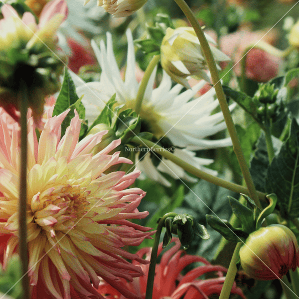 Garden Dahlias 