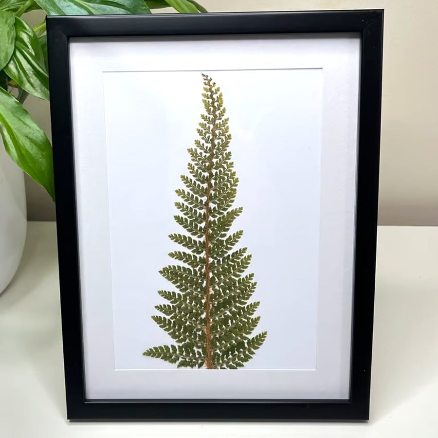 Real Pressed Fern Framed Art