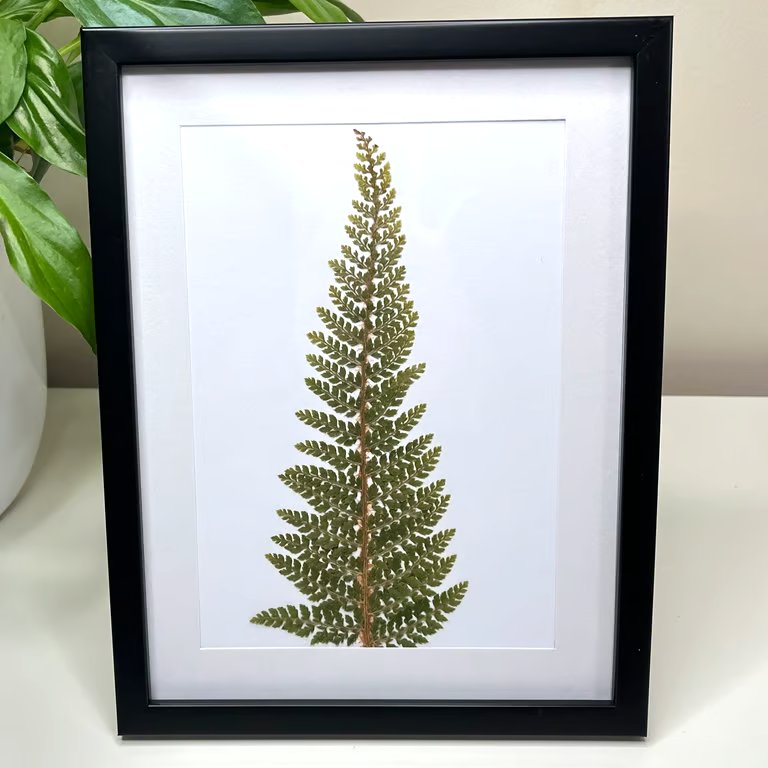Real Pressed Fern Framed Art