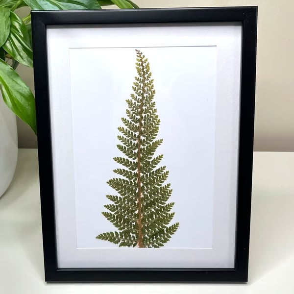 Real Pressed Fern Framed Art