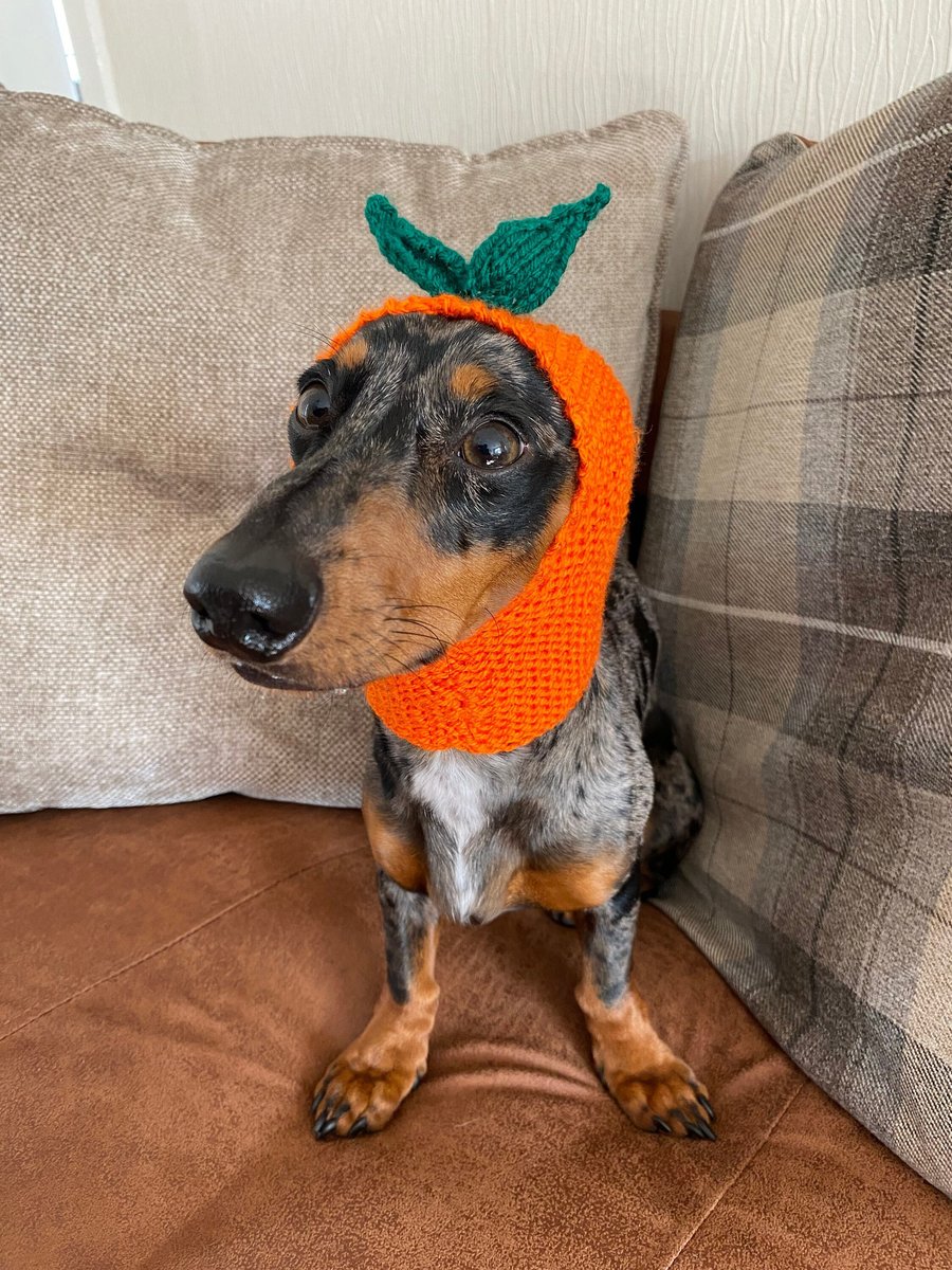 Pumpkin orange apple costume hat for dachshunds, dogs and puppies