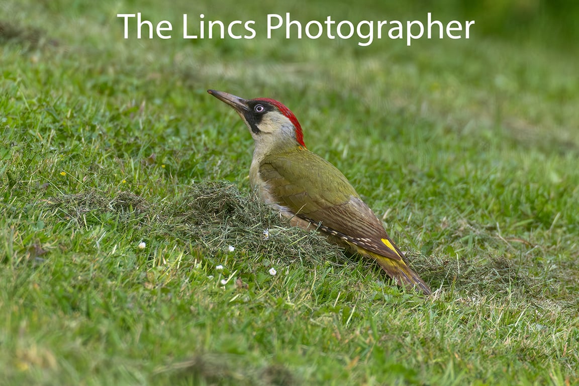 Green Woodpecker print (Limited edition of 10)