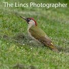 Green Woodpecker print (Limited edition of 10)