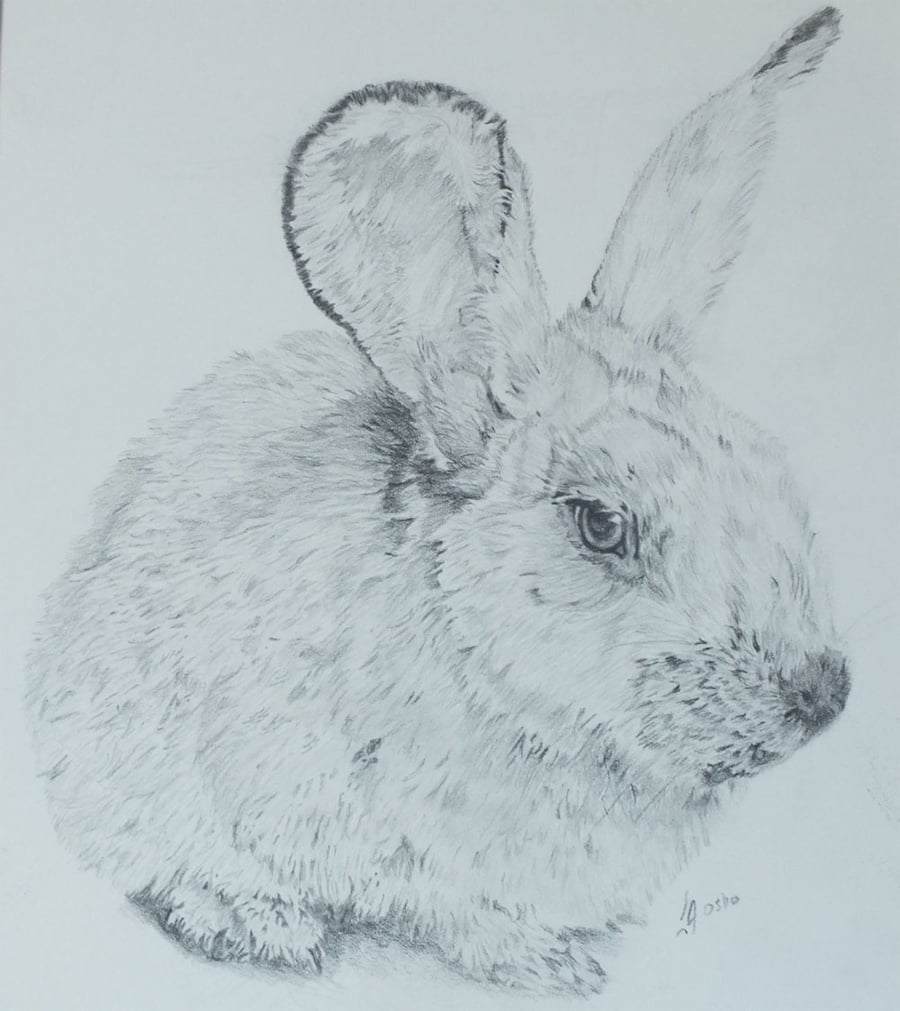 Original graphite pencil drawing - rabbit