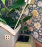 Little House Plant Stake