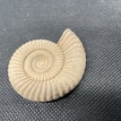  2-12 Ammonite Hand-CastFossil  detailed reconstituted stone ammonites design 