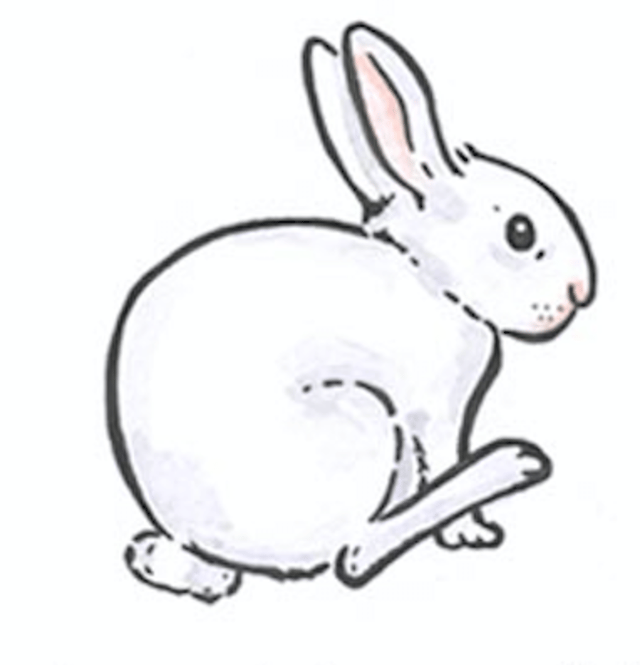 Little White Rabbit Publishing
