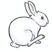 Little White Rabbit Publishing
