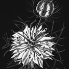 Nigella Love in the Mist scraperboard illustration, unmounted, 15.2 by 23cm