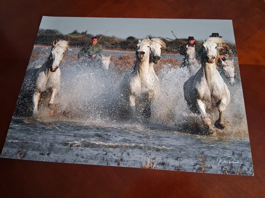 RIDERS AND HORSES GALLOPING IN THE SEA PHOTOGRAPH 16x12