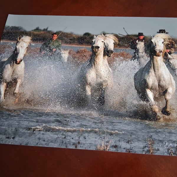 Horses in the sea