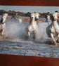 Horses in the sea