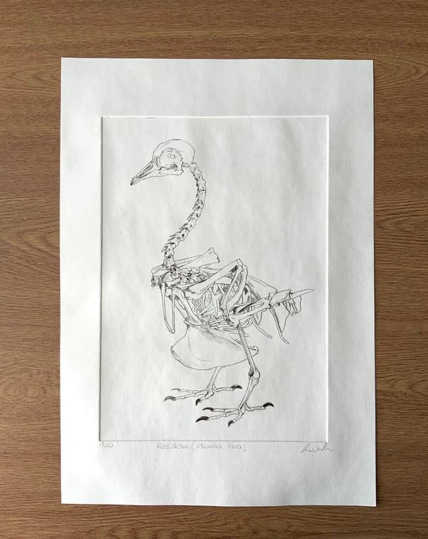 Drypoint Etching Print of a Rock Dove Skeleton, Original Wildlife Art
