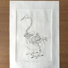 Drypoint Etching Print of a Rock Dove Skeleton, Original Wildlife Art
