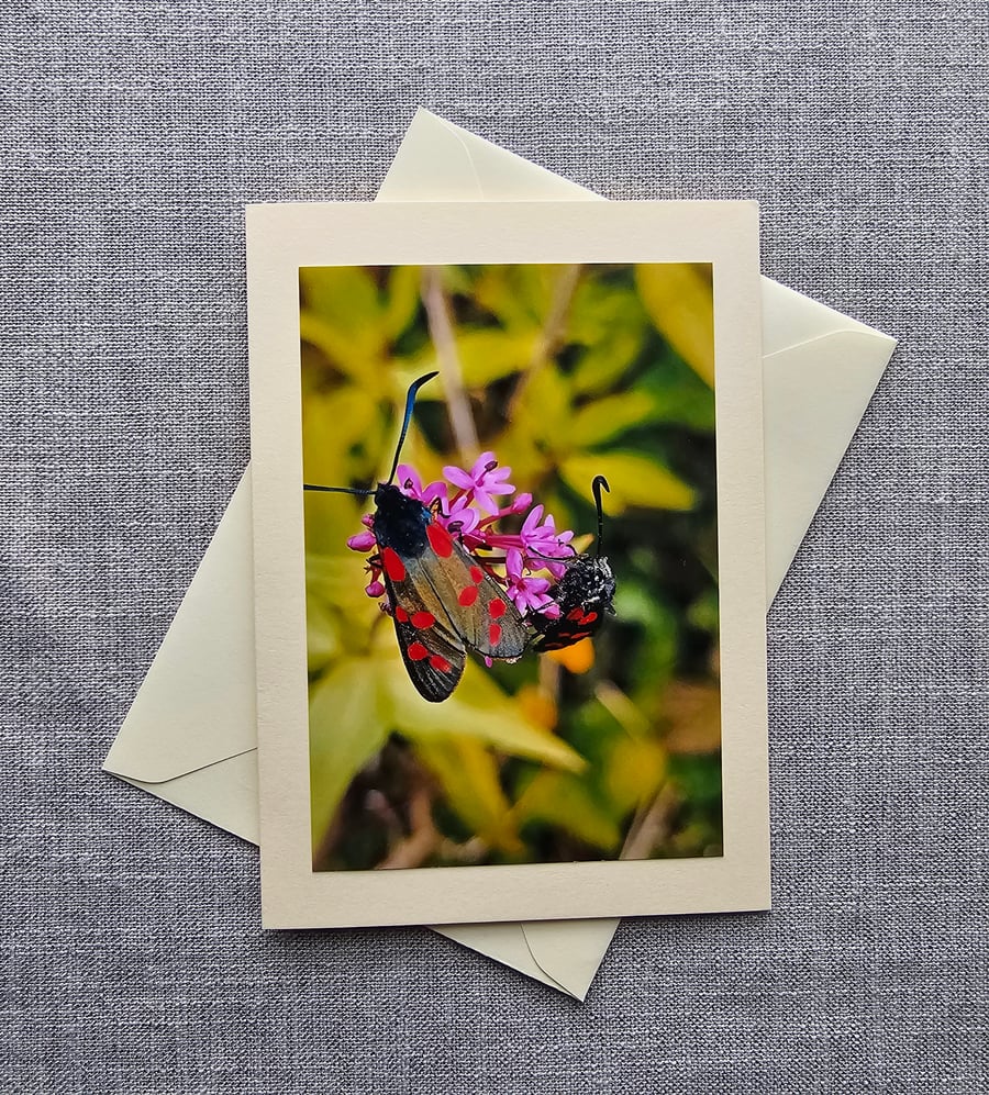 Six-spot Burnet Moths on Wildflower Large Photographic Card 7" x 5" 
