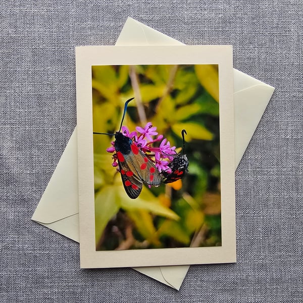 Six-spot Burnet Moths on Wildflower Large Photographic Card 7" x 5" 