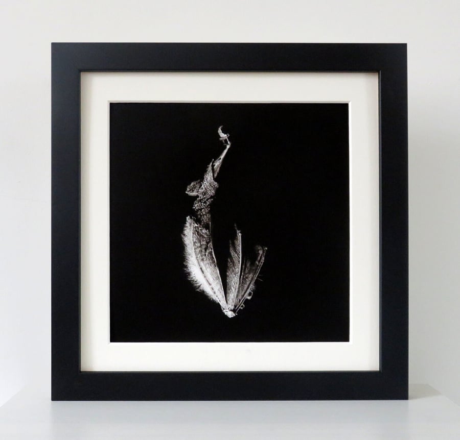 Hanging bat framed fine art print, gothic style natural history art