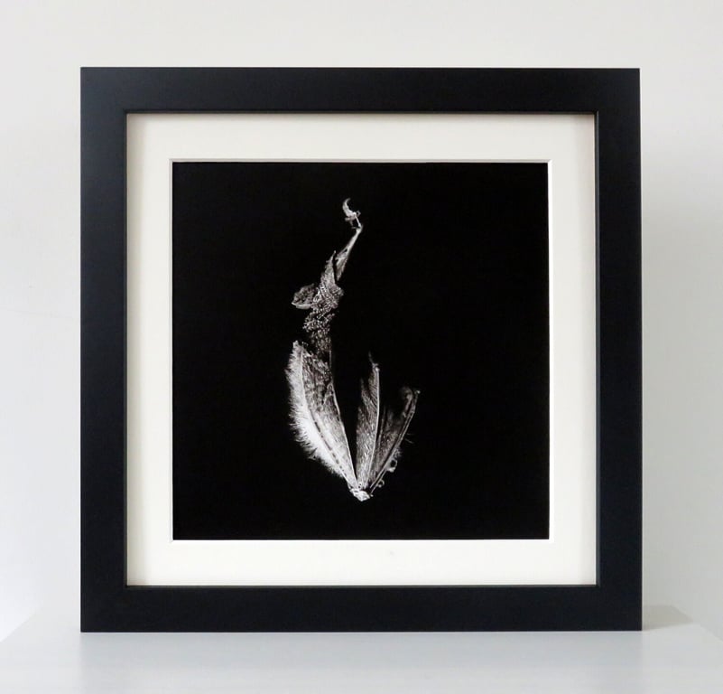 Hanging bat framed fine art print, gothic style natural history art