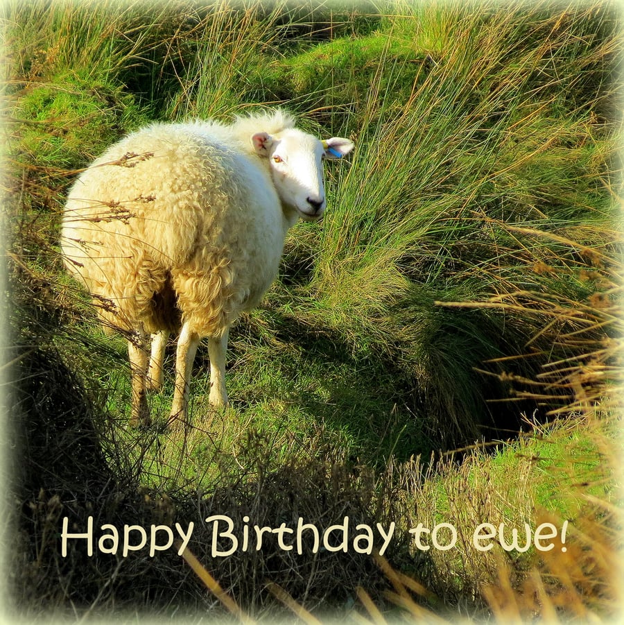 Happy Birthday!  A card featuring an original photograph.  Blank inside.  Sheep.