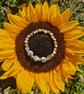 JOY The Wellbeing Collection  - Image 1