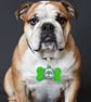Dog collar tags 