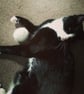 Cat toys & gifts - The kitty cuddle collection, a gift box of handmade cat toys - Image 7