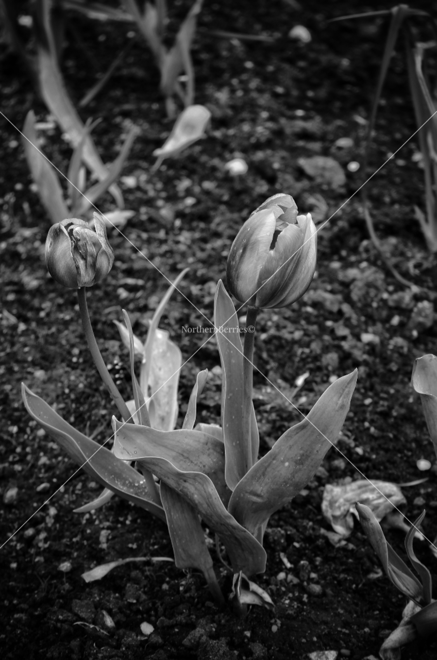 Tulips (B&W 2)
