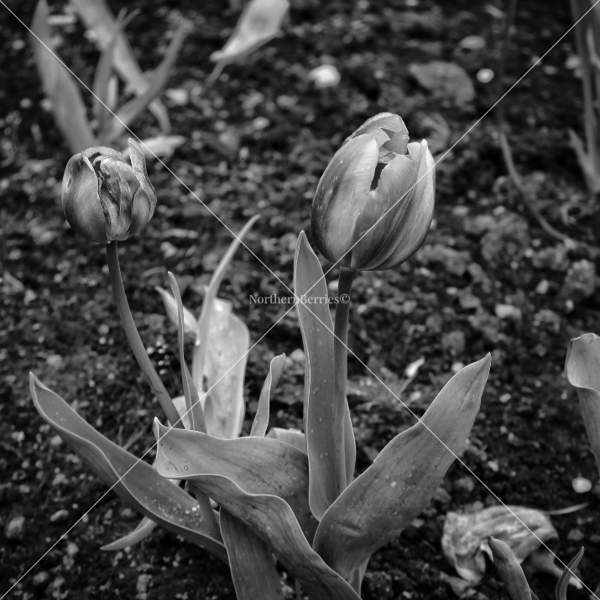 Tulips (B&W 2)