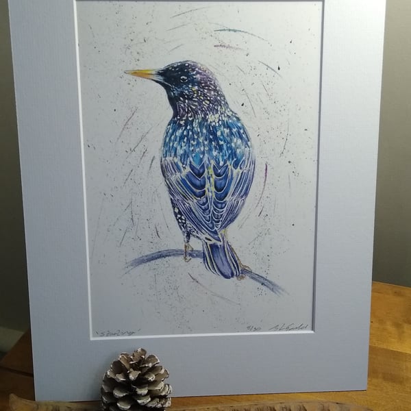 A4 Limited Edition signed Art Print - Starling