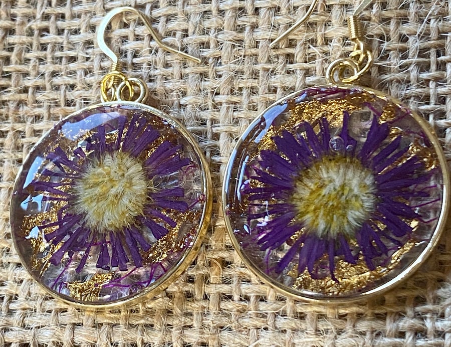 Gold Round-Rimmed Earrings With Pressed Purple Michaelmas Daisy 