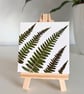 Real Pressed Ferns Mini Canvas on Wooden Easel, Botanical Art