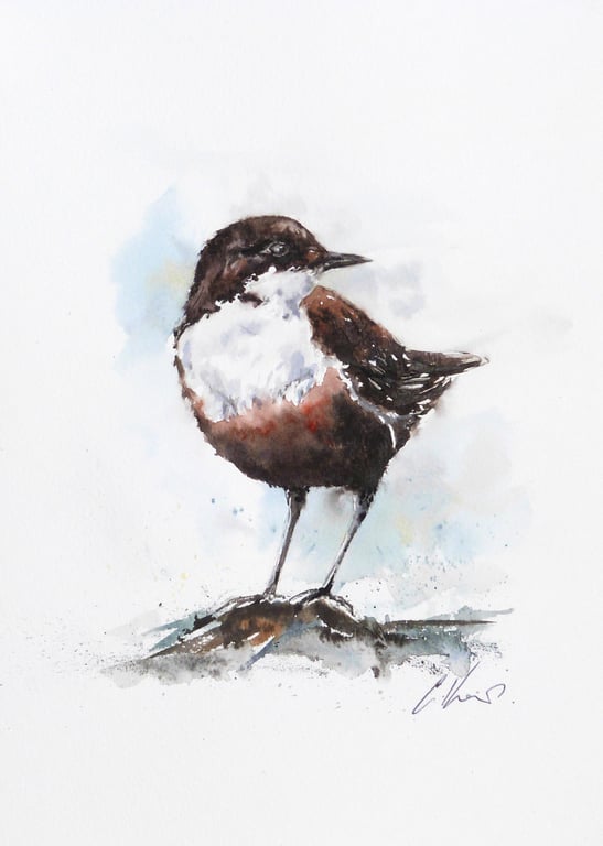 A Dipper, Original Watercolour Painting.